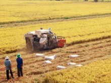 Image: Agricultural sector improves value of Vietnamese rice