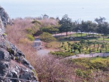 Image: Pink apricot beans along the coast of Vung Tau