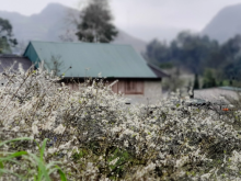 Image: White plum flowers bloom in Bac Ha valley