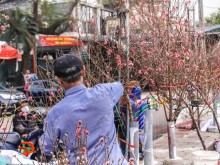 Image: [Photo series] The flora of Tet: from kumquat trees to peach blossom
