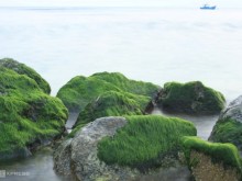 Image: Moss season in Ly Son Island