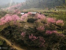 Image: Peach blossoming pink at the foot of Lao Than a mountain