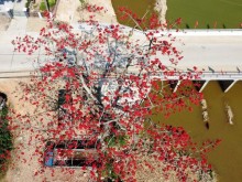 Image: In March, admire the old rice plants blossoming red in the Central region