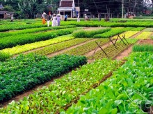 Image: Traveling to Hoi An, visit Tra Que vegetable village