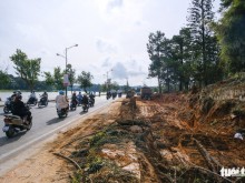 Image: Vietnam's Da Lat knocks down, moves age-old trees for street expansion