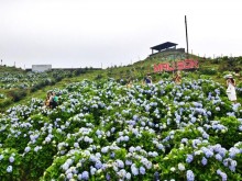 Image: Carpet of hydrangeas on the top of Mau Son