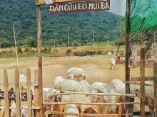 Image: Sheep fields at the foot of Ba Den mountain – a brand new virtual living spot in Tay Ninh