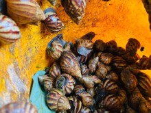Image: The “favorite” drink from snails attracts Vietnamese diners