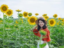 Image: The attraction from the sunflower field in Gio Linh Quang Tri