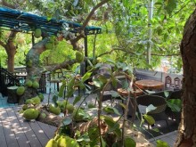 Image: The cafe has a fruit-laden jackfruit tree