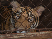 Image: 14 Indochinese Tigers Kept In The Basements Of Two Vietnamese Families