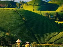 Image: Top 10 Largest Tea Producing Countries in The World