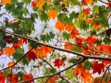 Image: Da Lat maple leaf tourist area changes color
