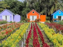 Image: Enjoy check-in ‘fired up’ at Nhi Binh Hoc Mon flower field