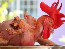 Image: The strange chicken of 8X in the West: The body is hairless, likes to sit and play on the tray
