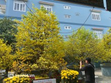 Image: 200 years old apricot flowers dyed a corner of the Western sky yellow, guests flocked to “check-in” during Tet,