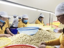 Image: Cashew industry enters the new year while full of worries