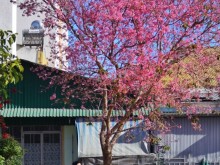 Image: Cherry plum blossoms in the center of Da Lat