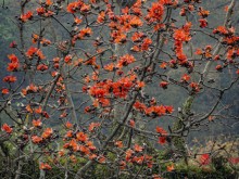 Image: Bright red rice flowers stand out against the sky, there are picturesque ”corners of Hanoi”