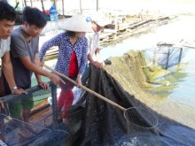 Image: Indigenous fish elevated to high value goods