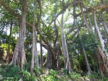 Image: Over 800 years old banyan tree on Son Tra peninsula