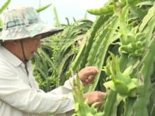 Image: Dragon fruits to China must be free of pathogens from the start