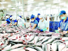 Image: Vietnam’s seafood exports to EU going swimmingly well