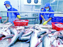 Image: Vietnamese tra fish exports surge, especially to Nordic markets