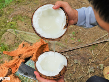 Image: Growing “salty-loving” coconuts will produce wax, becoming a millionaire after a few years
