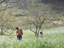 Image: The end of the year is the season of white mustard flowers blooming in an area of ​​Moc Chau and Son La