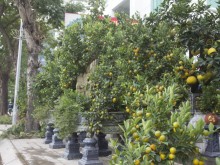 Image: Bonsai grapefruit down the street to serve customers to play Tet, a 50-year-old unique pot with a price of 100 million dong