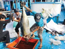 Image: Illegal fishing needs to be terminated to remove yellow card