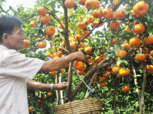 Image: Gardeners catch pink mandarin “carrying many shoulders”, collecting thousands of dollars more