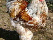 Image: Nearly 20 million VND/pair, the giants still don’t mind spending money to own a “poisonous” chicken that only looks at, but dares not eat.