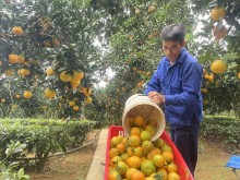 Image: Starting a business from 2 oranges bought for his pregnant wife, the farmer collects nearly a billion dong/per year