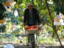 Image: The old farmer earns half a billion dong in the Tet season thanks to the red ripe fruit inside and out