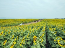 Image: Sunflower fields attract visitors at the beginning of the year