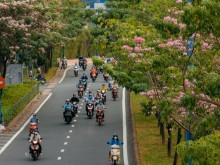 Image: Early blooming pink lily season in Ho Chi Minh City