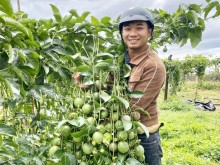 Image: Three farmers earn billions, each planting a “super” fruit tree