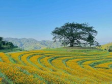 Image: Flowering season in Mung Hamlet, Hoa Binh