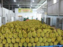 Image: Fruit, vegetable exports skyrocket in H1