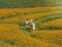 Image: The hill is full of beautiful and romantic butterfly flowers like a movie causing “fever” in Hoa Binh