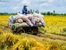 Image: The sudden appearance of El Nino caused countries to buy Vietnamese rice massively