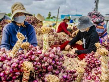 Image: China massively buys Vietnamese agricultural products