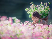 Image: Buckwheat flower:  the surprising beauty of Ha Giang, Vietnam
