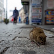 New Strategies to Manage Waste and Reduce Rats in New York City