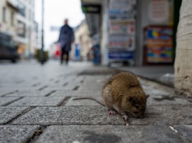 New Strategies to Manage Waste and Reduce Rats in New York City
