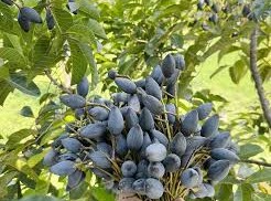 Image: The Rise of Black Olive: A Formerly Humble Fruit Now a Delicacy