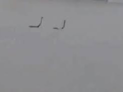 Image: Frightening Sight: Snakes Escape Flooded Farm in China