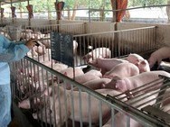Image: Gov’t to support pig farmers in regions affected by African swine fever